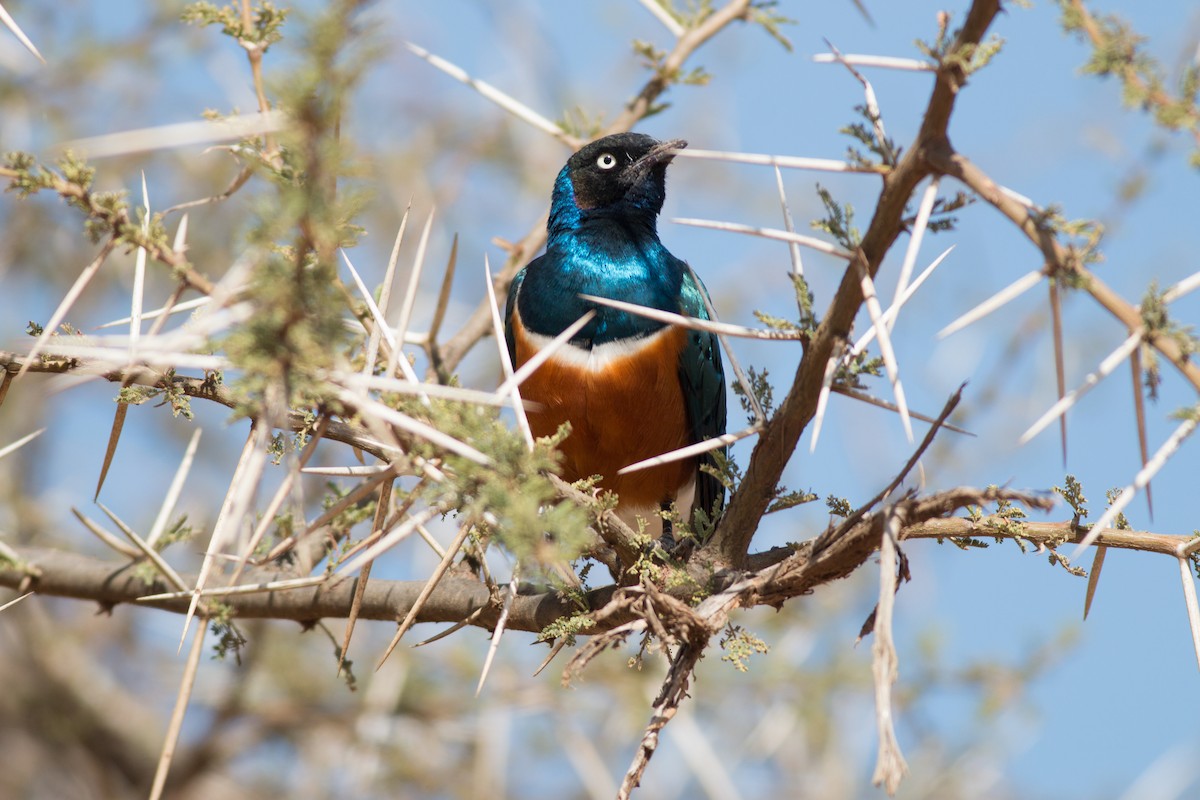 Superb Starling - ML213213551