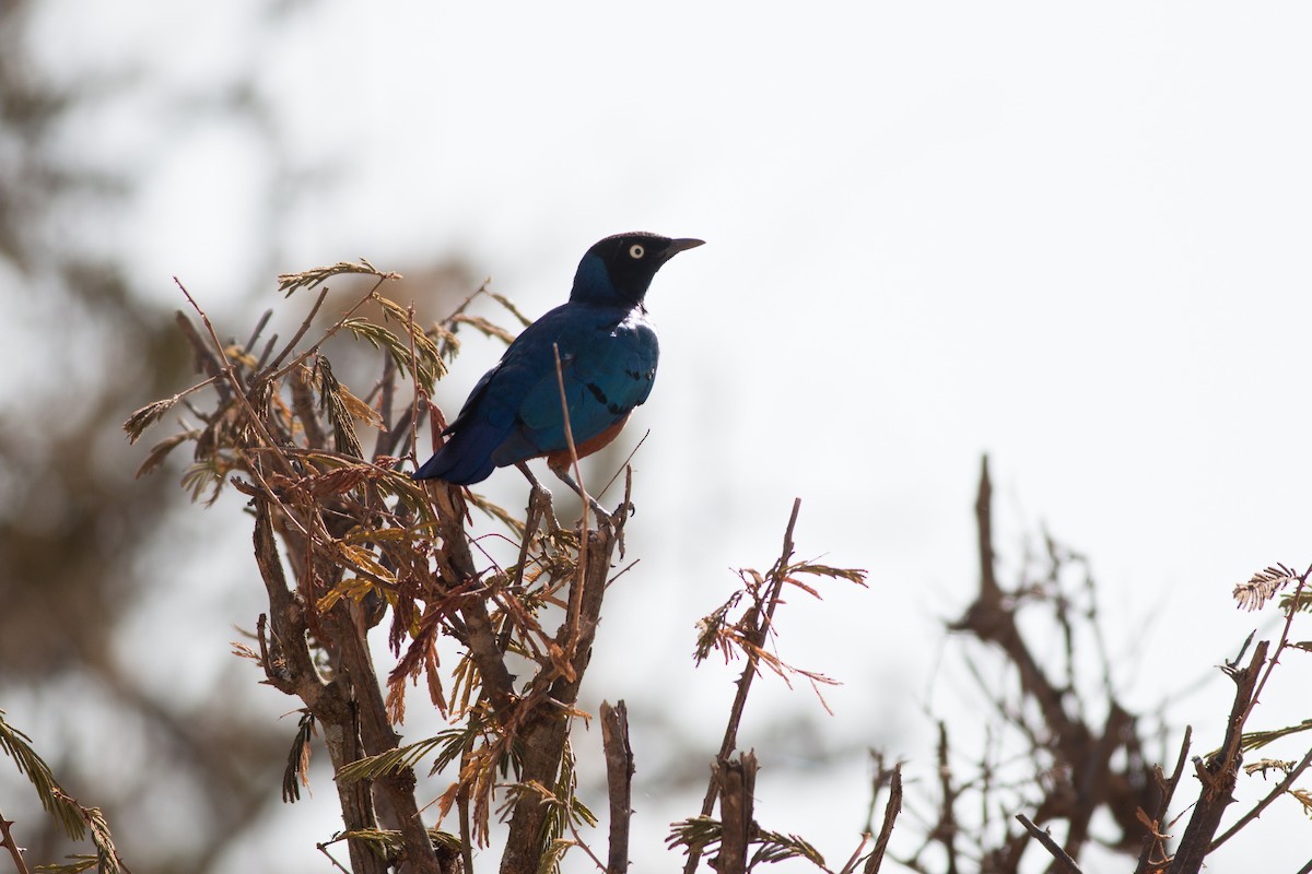 Superb Starling - ML213213561