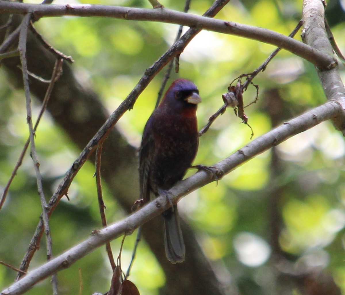 Varied Bunting - ML213213971