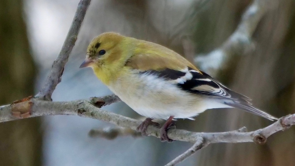 American Goldfinch - ML213214231