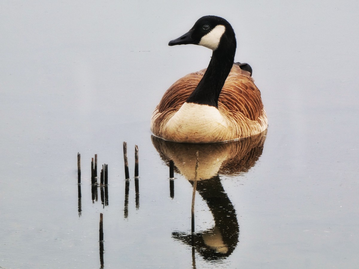 Canada Goose - Robert Erickson