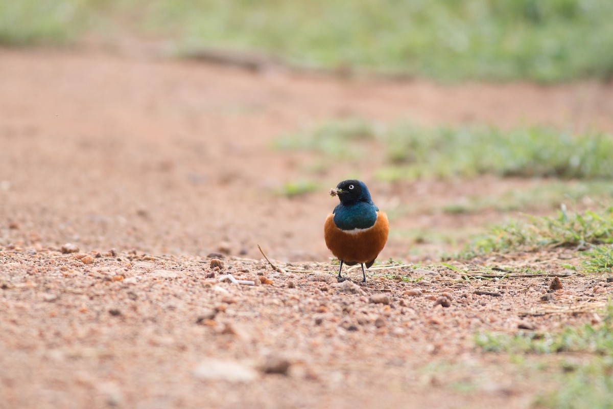 Superb Starling - ML213215261