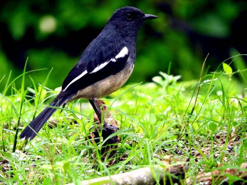 Oriental Magpie-Robin - ML21321711