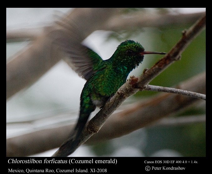 kolibřík cozumelský - ML213217671