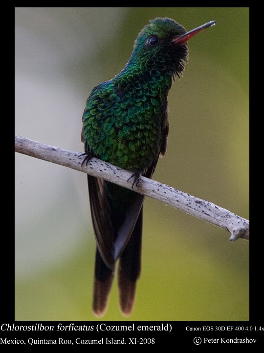 kolibřík cozumelský - ML213217681