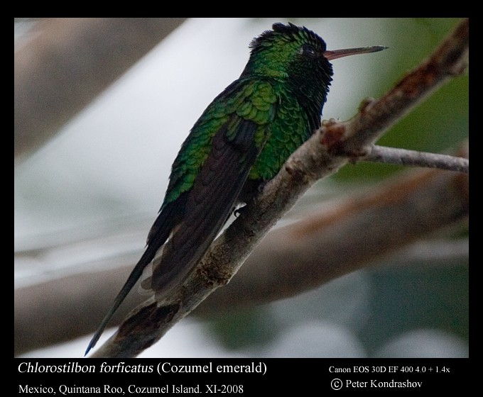 kolibřík cozumelský - ML213217691
