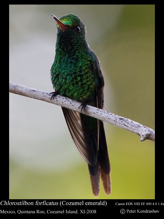 Cozumel Emerald - ML213217701