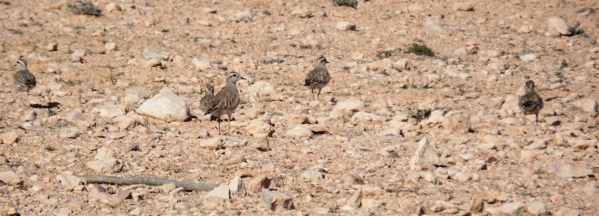 Урианхайн хиазат - ML213218001