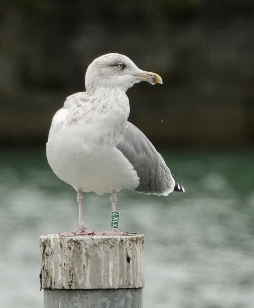 Herring Gull (European) - ML213220331