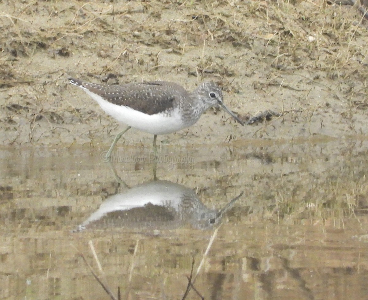 Green Sandpiper - ML213220631