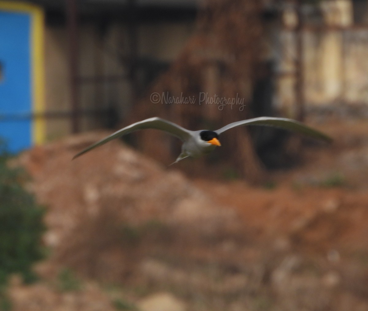 River Tern - ML213220691