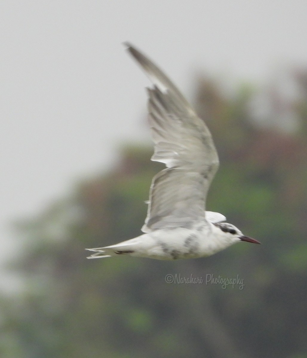 Whiskered Tern - ML213221851