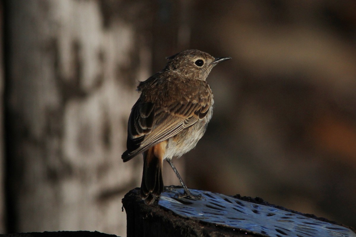 Sickle-winged Chat - Richard Dunn