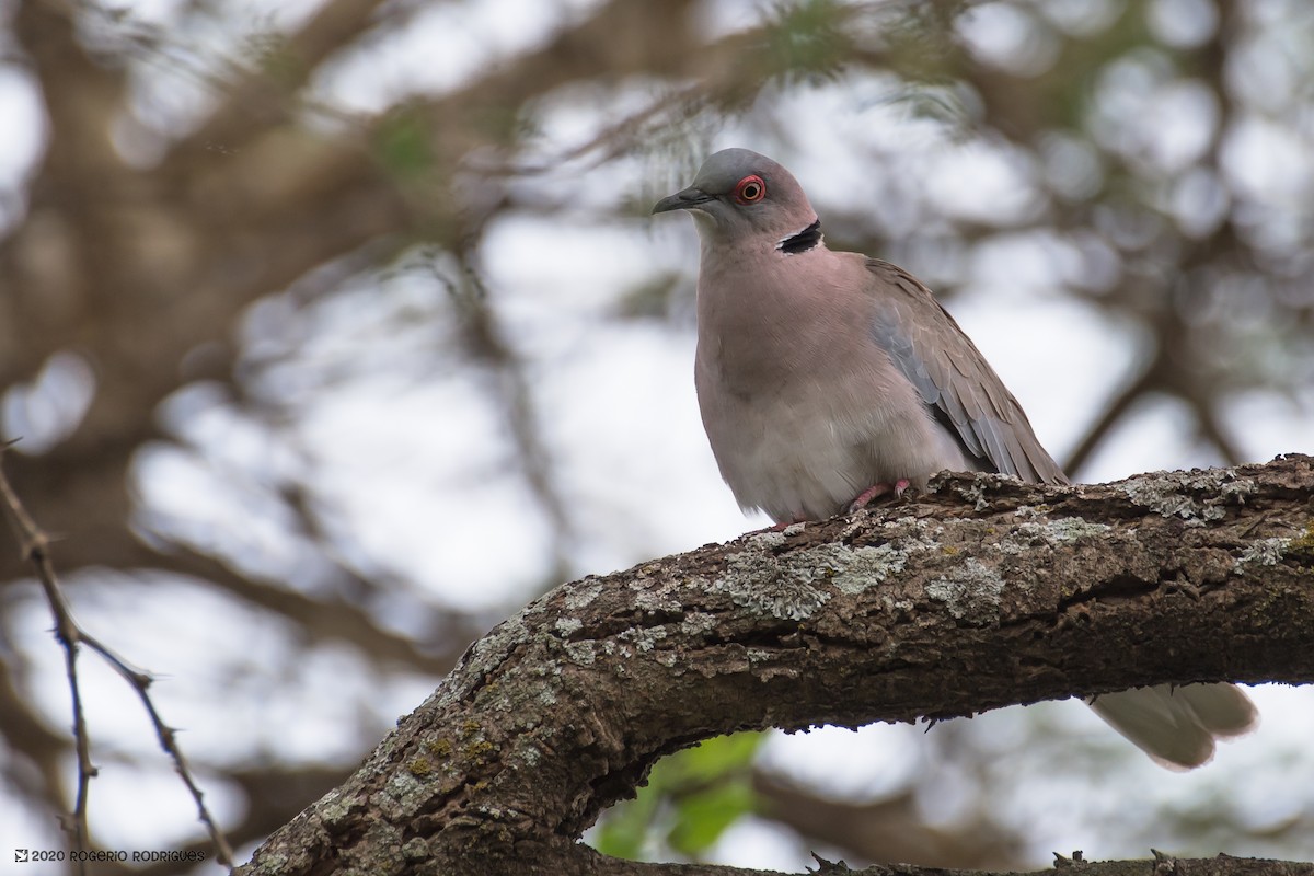 Mourning Collared-Dove - ML213223441