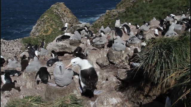 albatros černobrvý (ssp. melanophris) - ML213223461