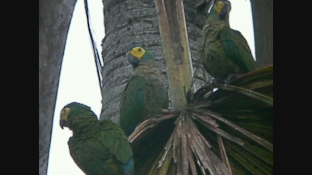 Red-bellied Macaw - ML213223581