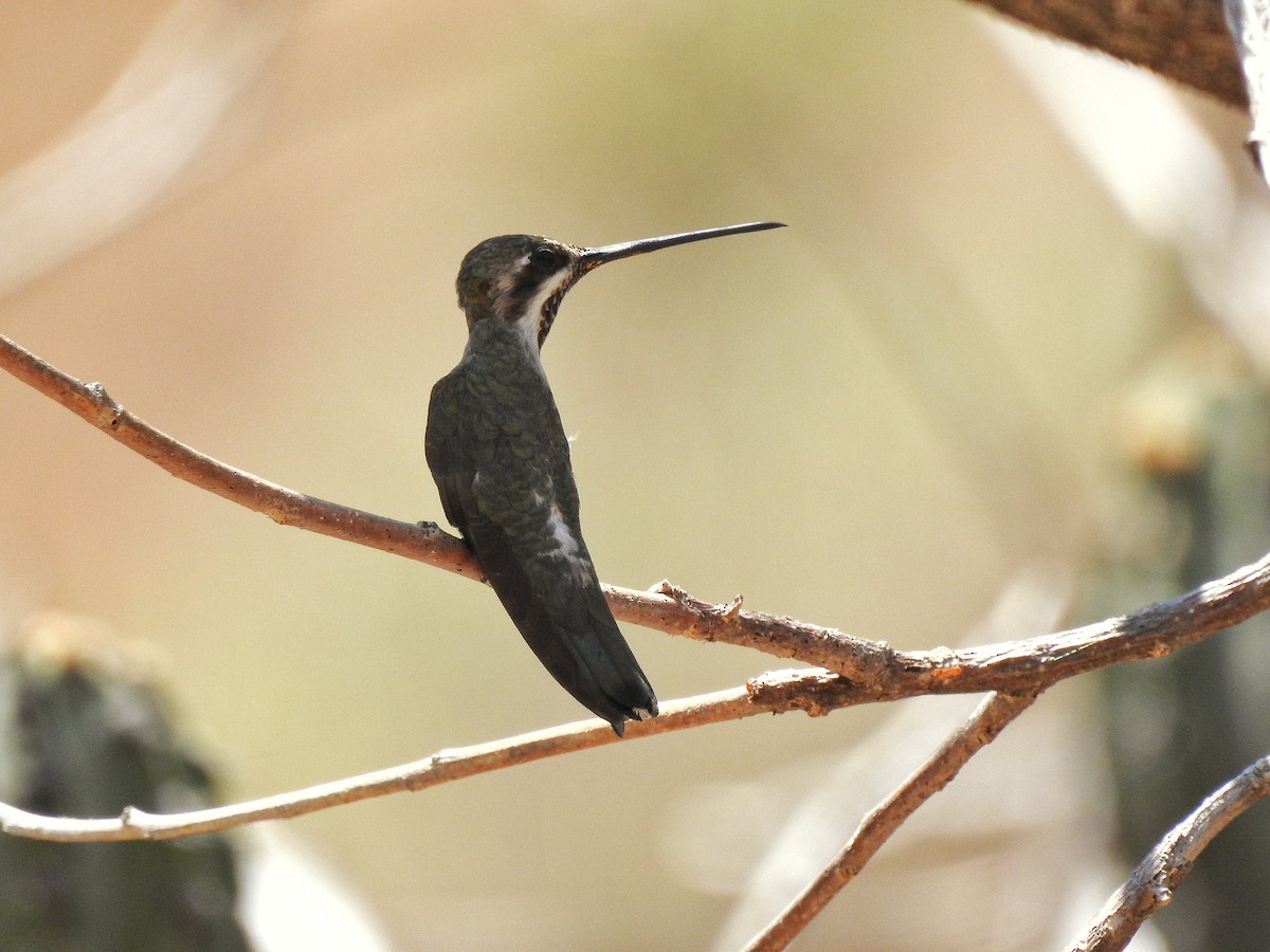 Plain-capped Starthroat - ML213224091