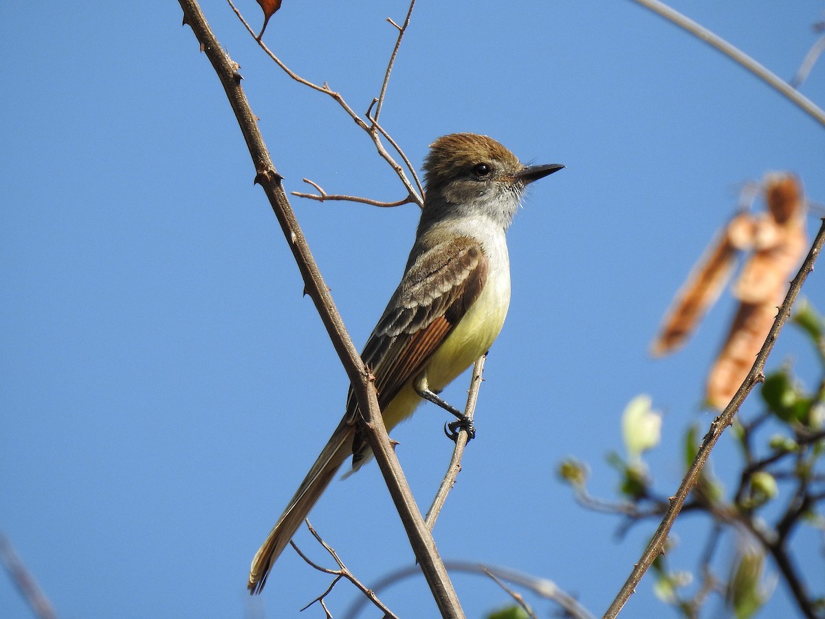 Nutting's Flycatcher - ML213224571