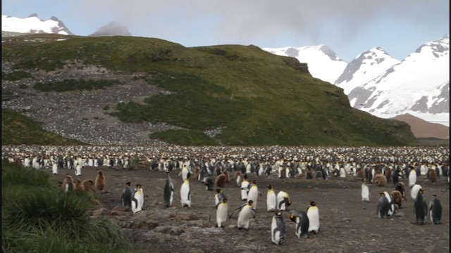 tučňák patagonský - ML213224671