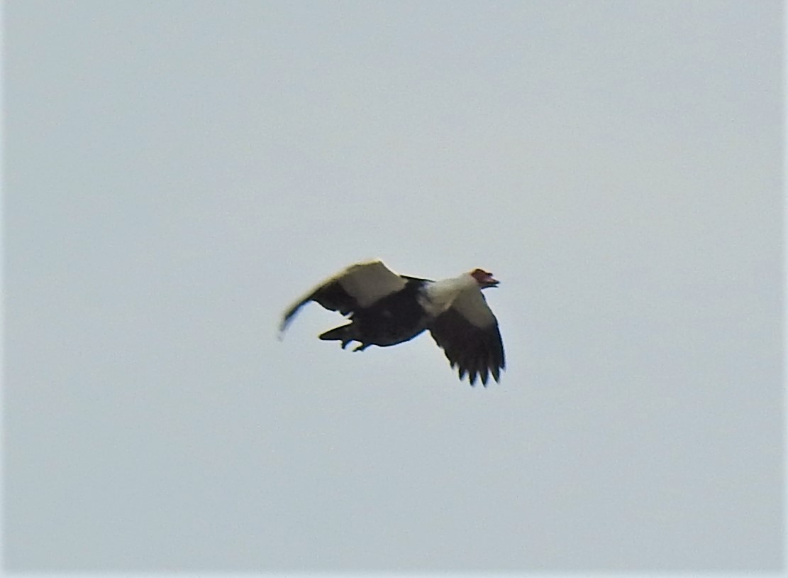 Muscovy Duck (Domestic type) - ML213224891