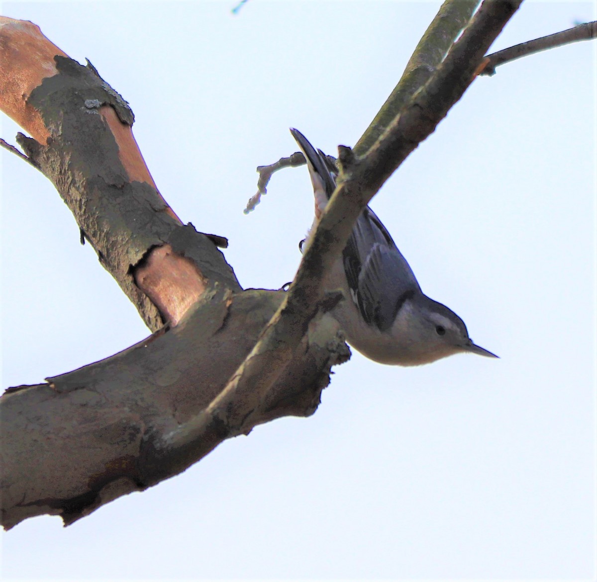 White-breasted Nuthatch - valerie heemstra