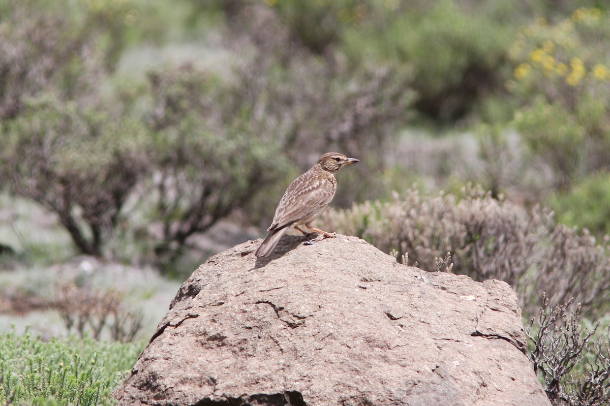 Large-billed Lark - ML213225391