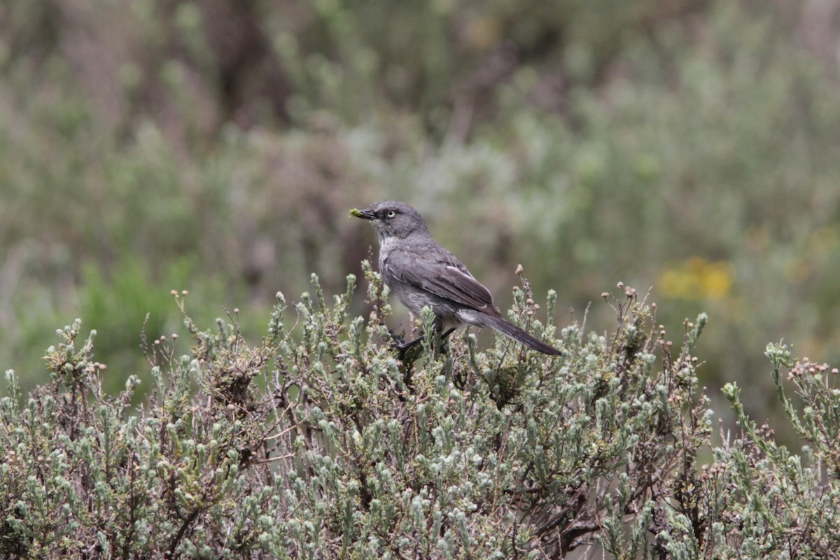 Layard's Warbler - ML213225551