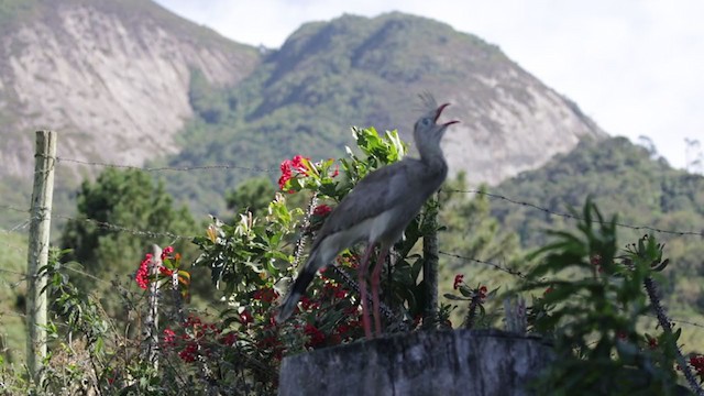 Red-legged Seriema - ML213225941