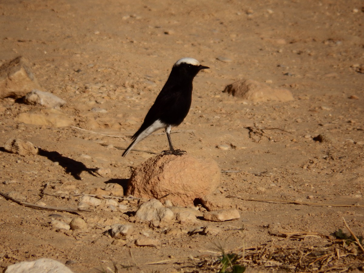White-crowned Wheatear - ML213227131
