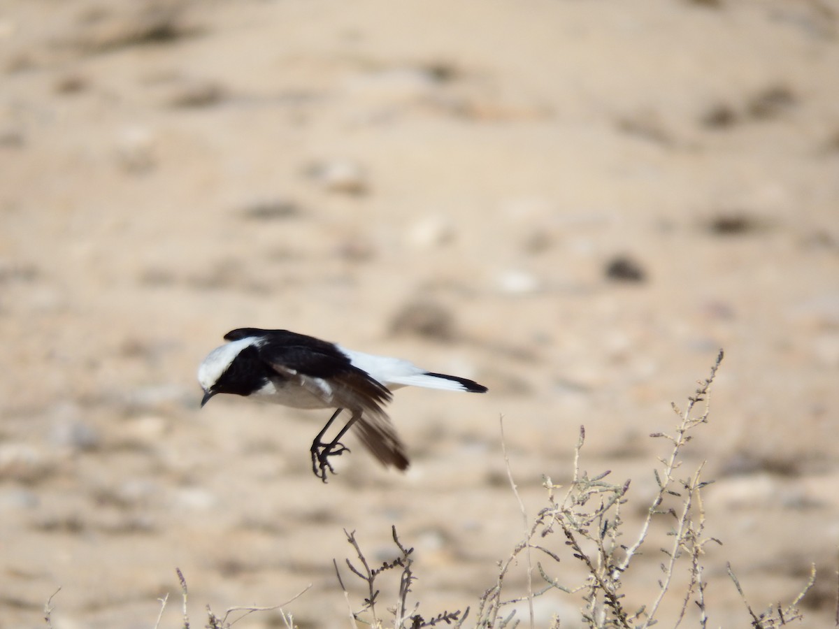 White-crowned Wheatear - ML213227811