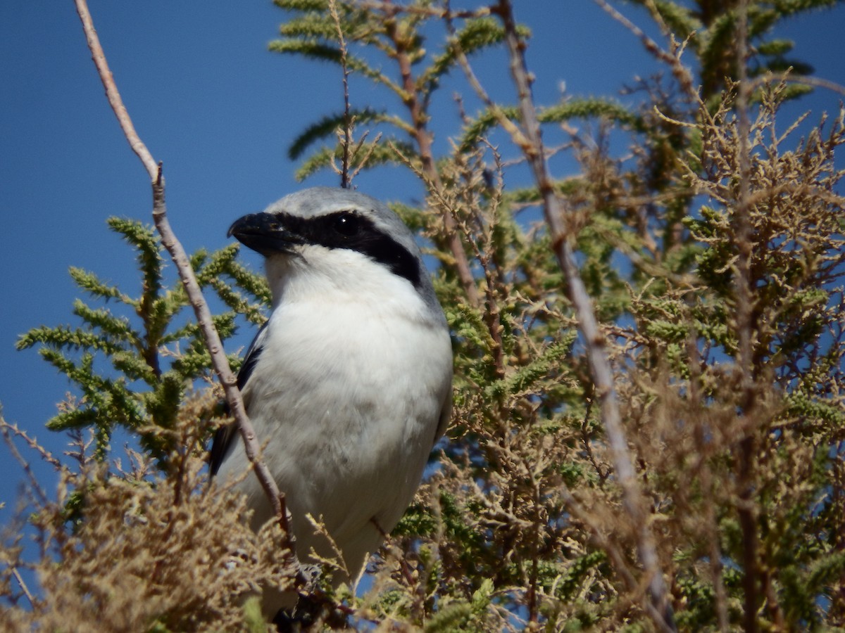 Үнсэн дунхай - ML213227901