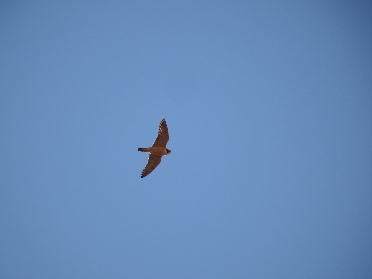 Peregrine Falcon (Barbary) - ML213229301