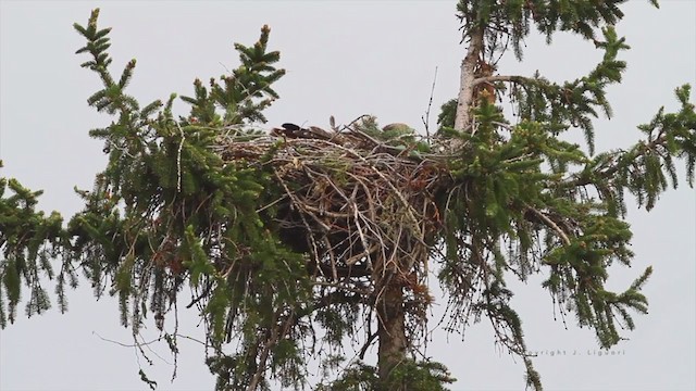 Red-tailed Hawk (calurus/alascensis) - ML213230351