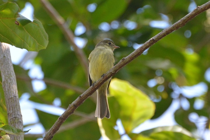 Greater Antillean Elaenia - Bill Bowman