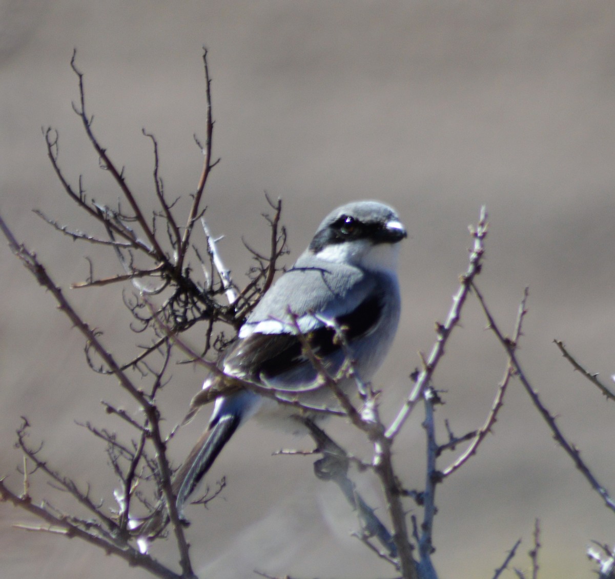 Loggerhead Shrike - Michelle Brock