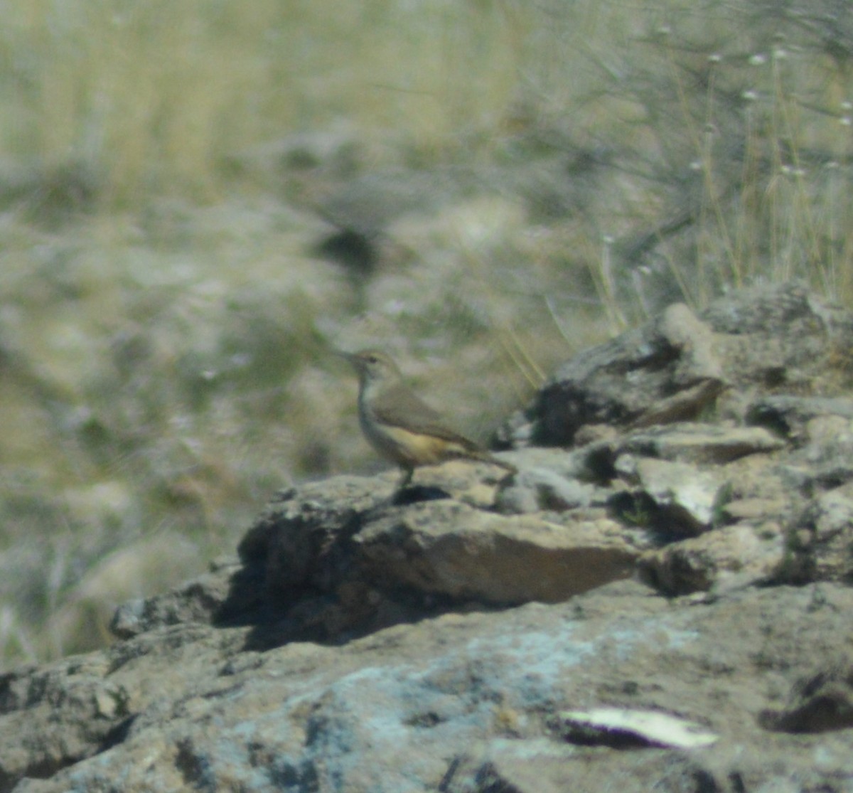 Rock Wren - ML213233871