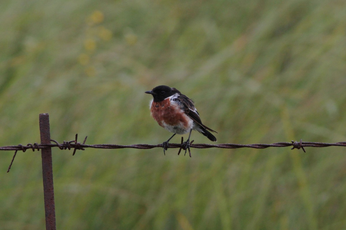 African Stonechat - ML213234681