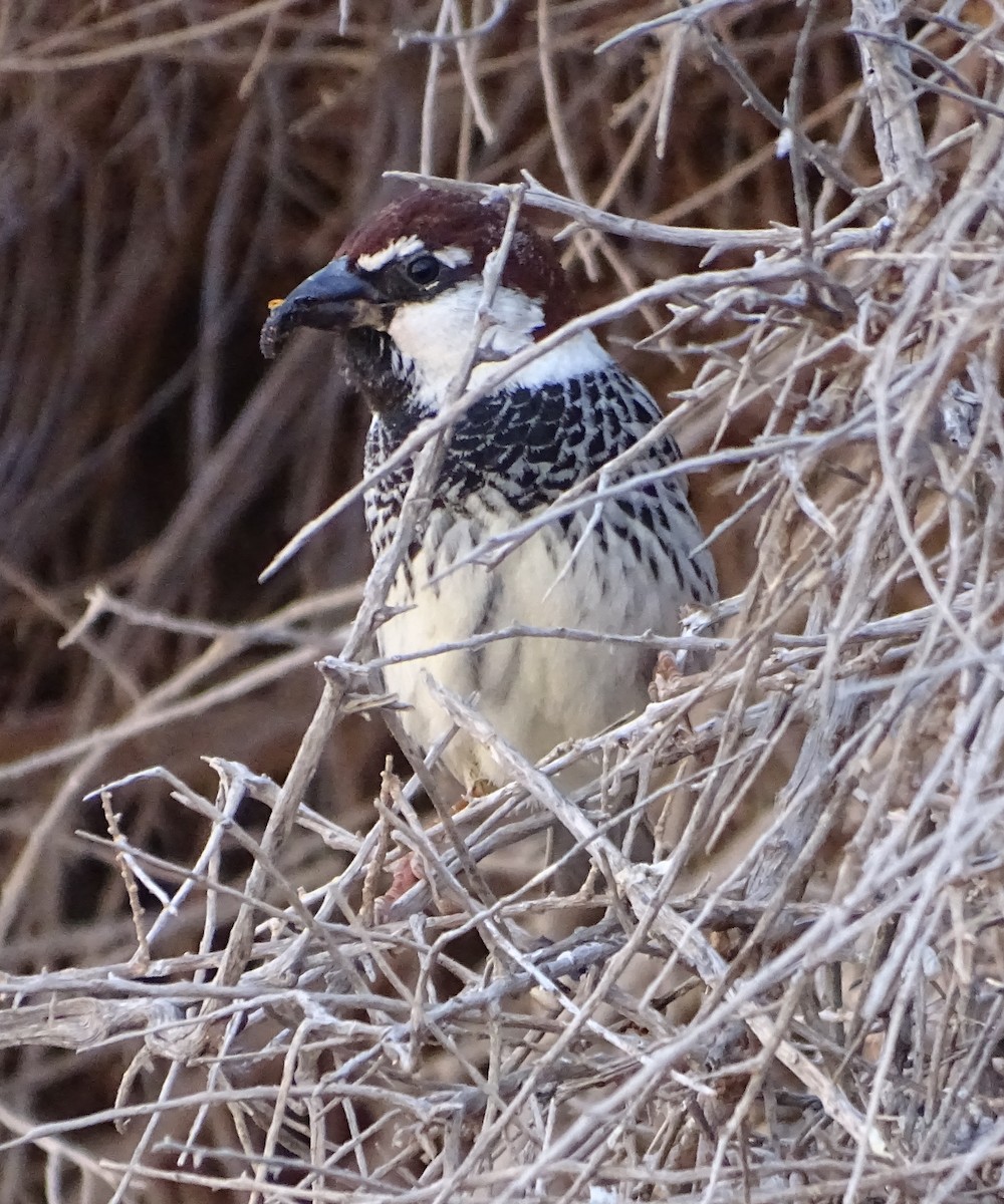 Spanish Sparrow - Alfonso Luengo