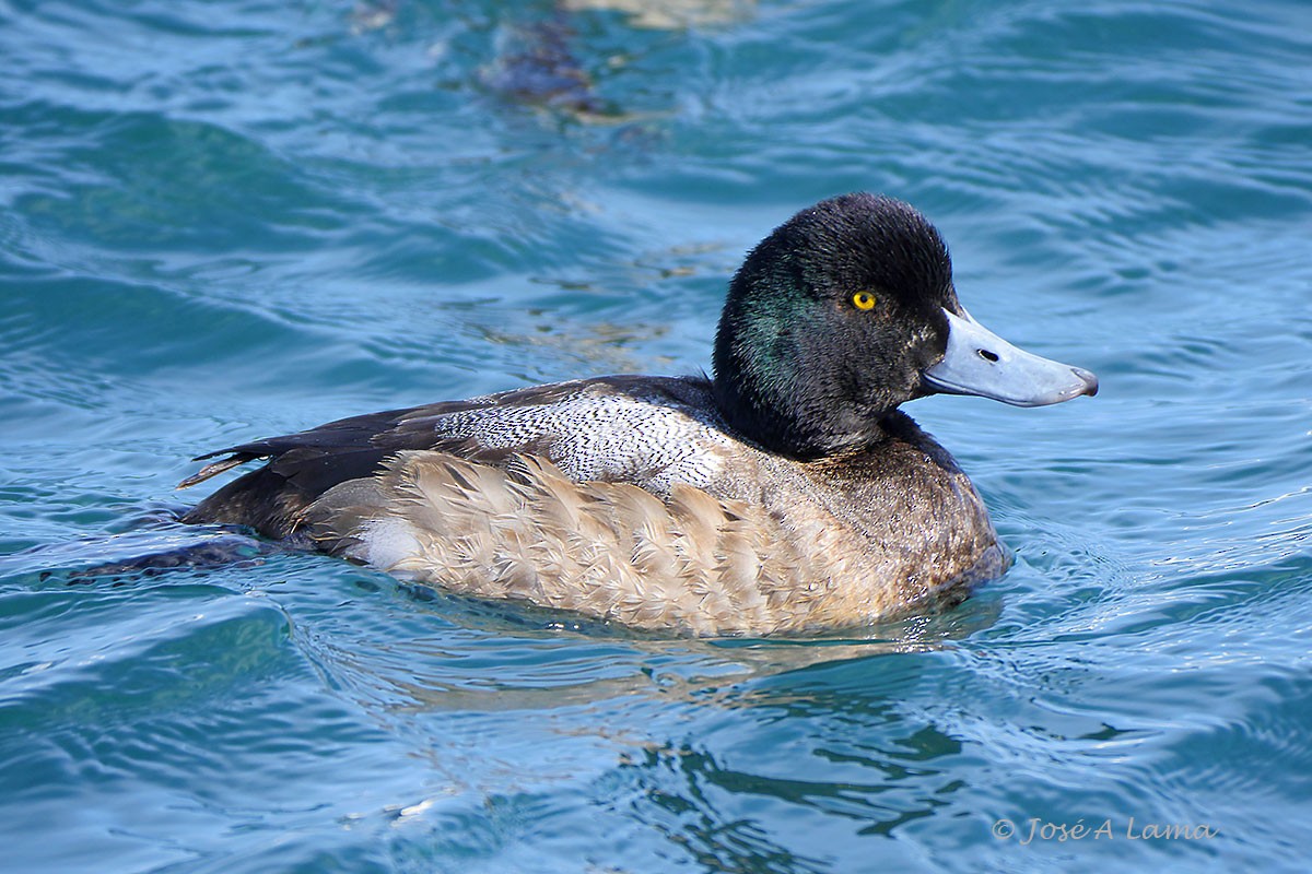 Greater Scaup - Jose Antonio Lama