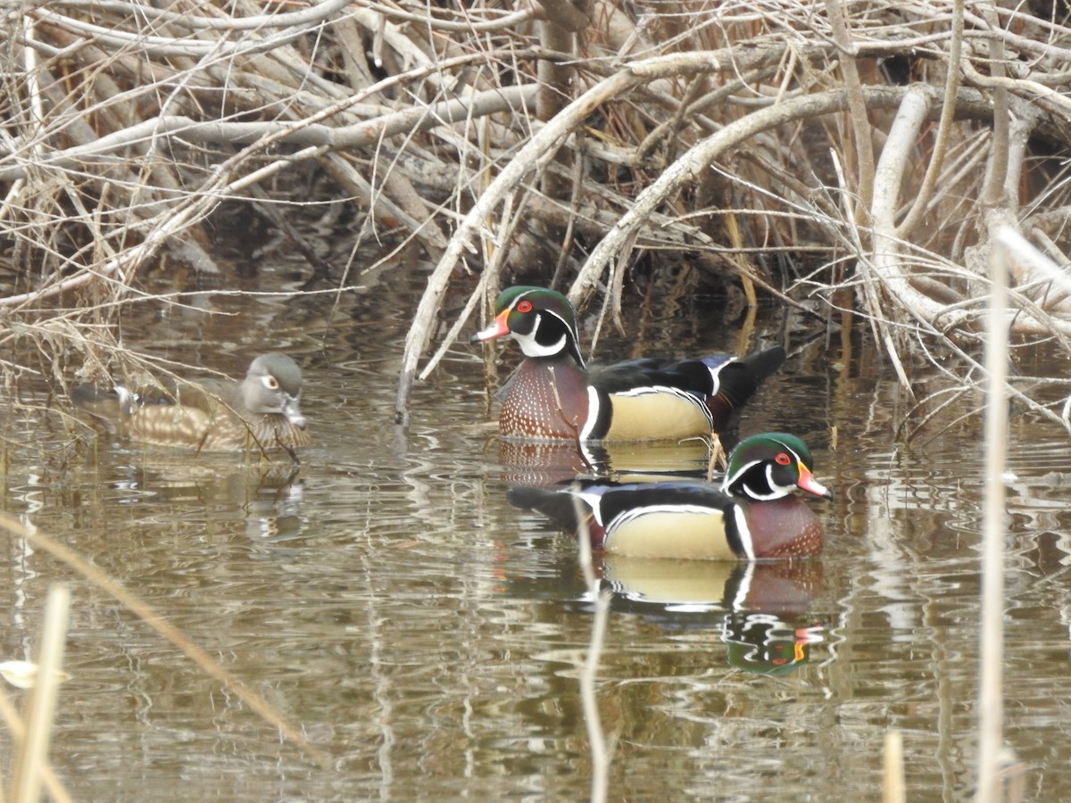 Wood Duck - ML213235841