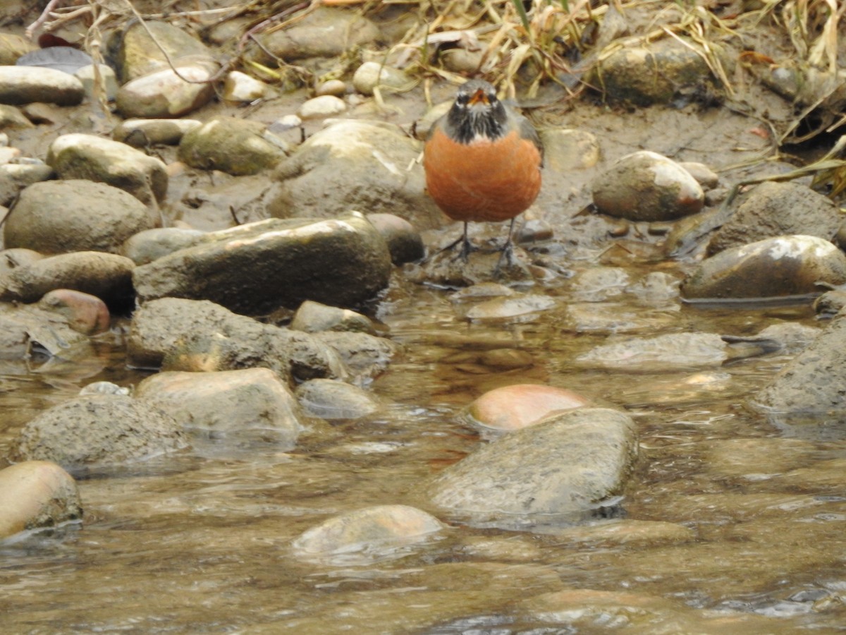 American Robin - ML213236011