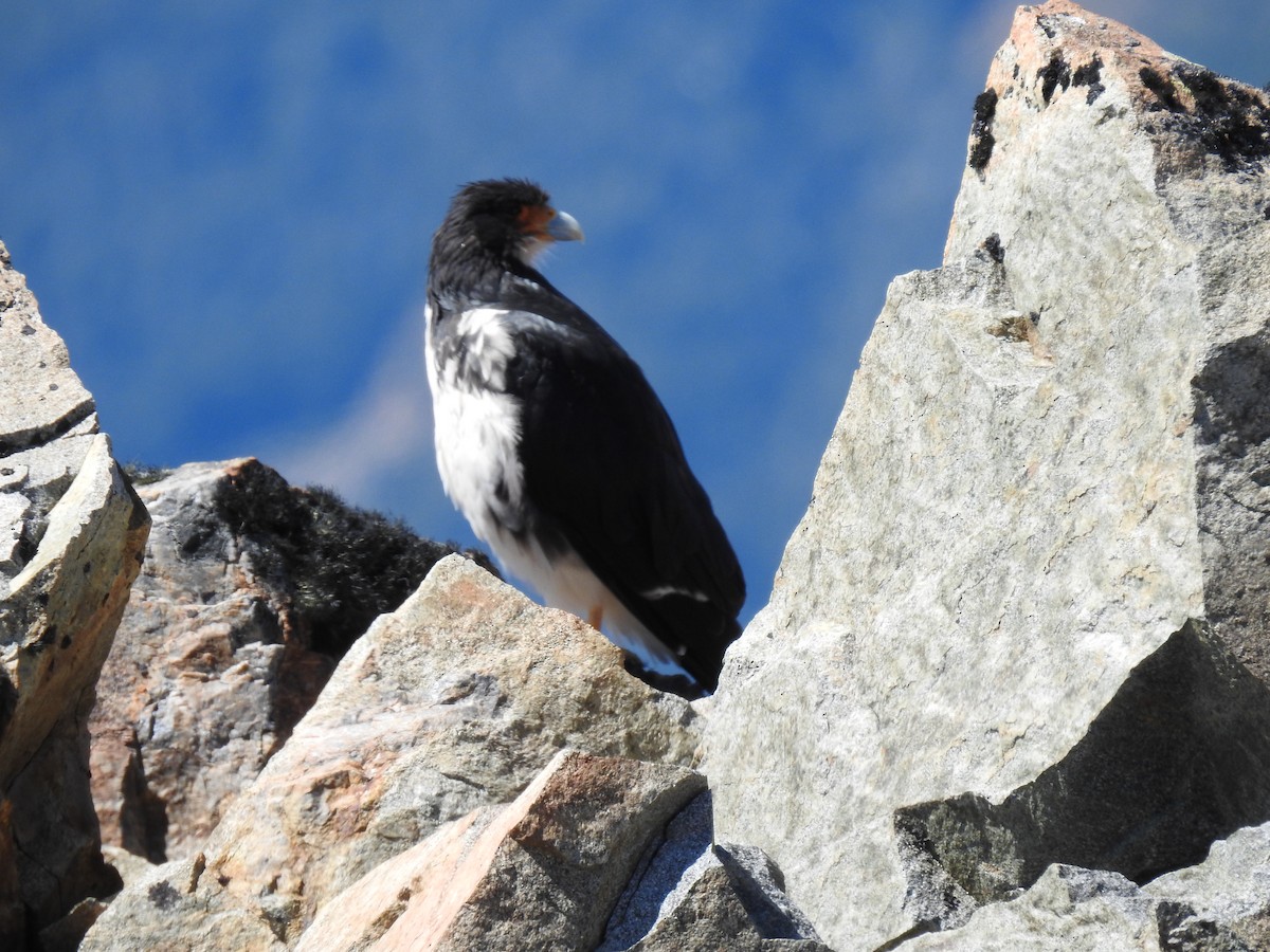 White-throated Caracara - Mariano Jalil Bueri