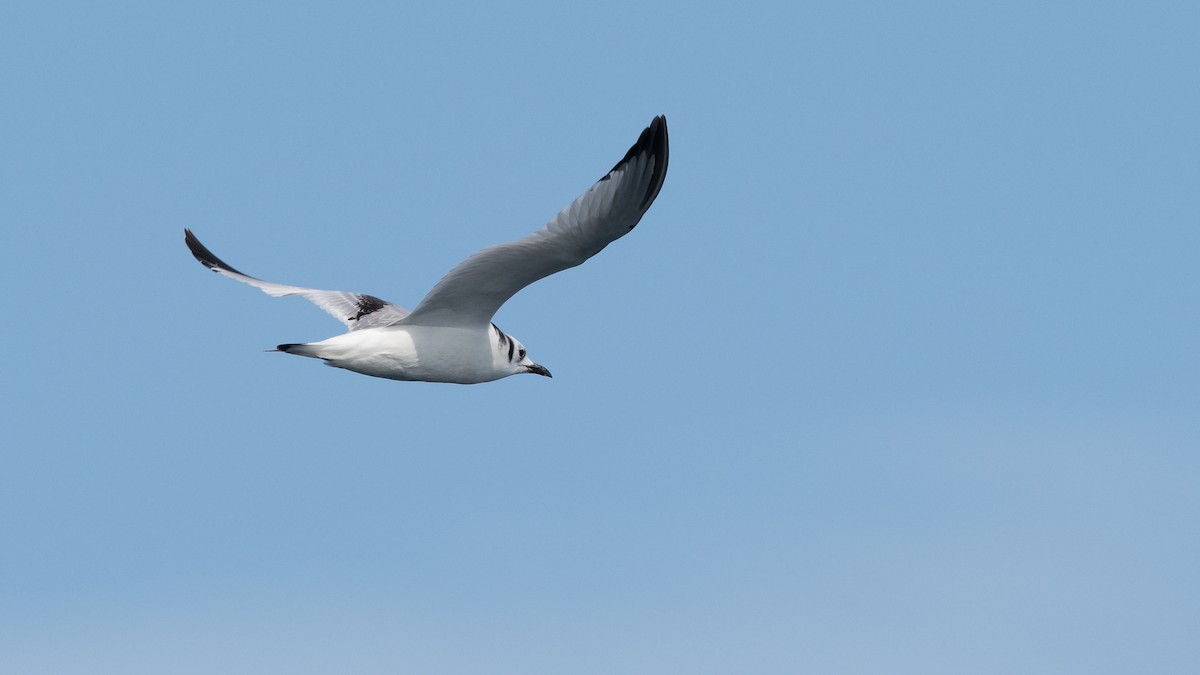 Mouette tridactyle - ML213238761