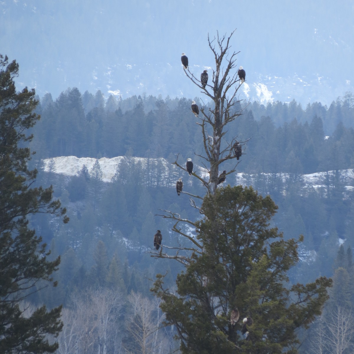 Bald Eagle - Brenda  Stoddart