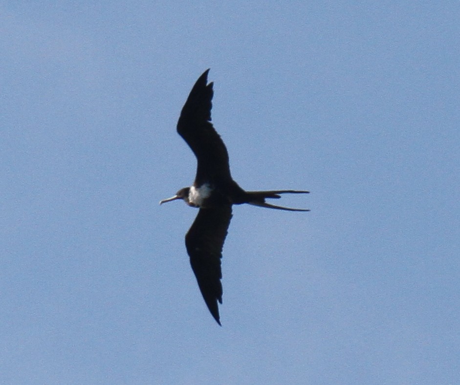 Magnificent Frigatebird - ML21324041