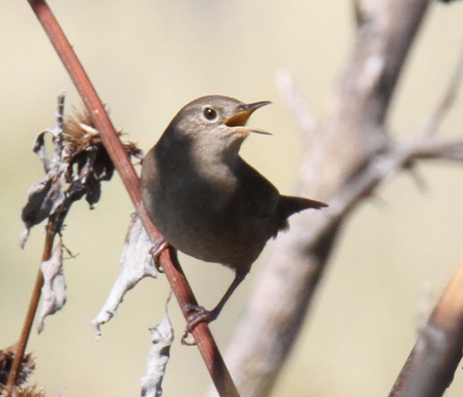 House Wren - ML21324061