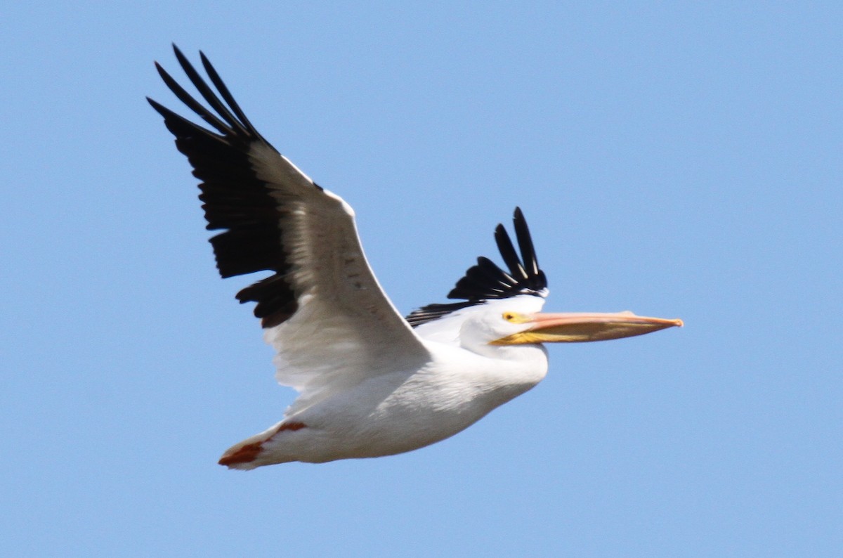 American White Pelican - ML21324071