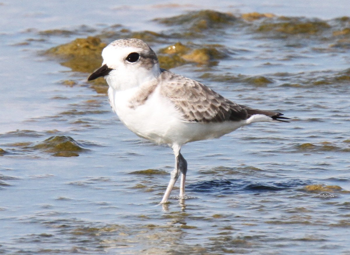 Snowy Plover - ML21324121