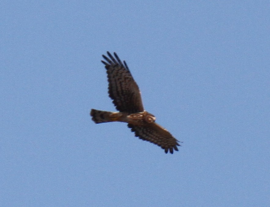 Northern Harrier - ML21324141