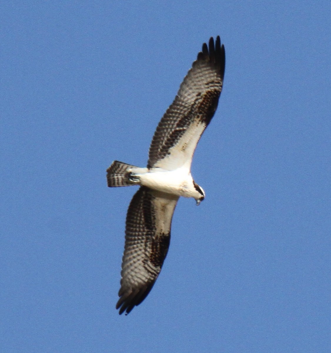 Osprey - ML21324151